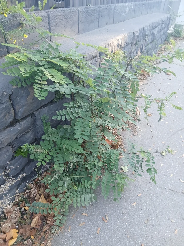 Robinia Pseudoacacia