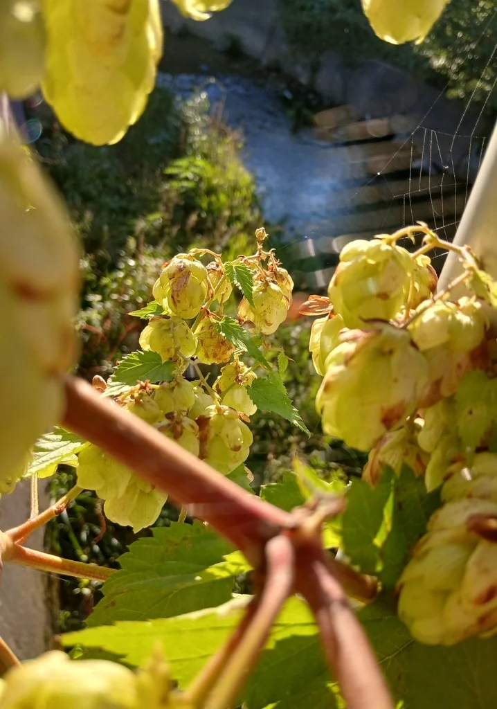Humulus Lupulus