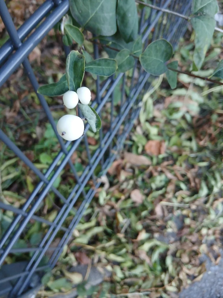 Symphoricarpos Albus