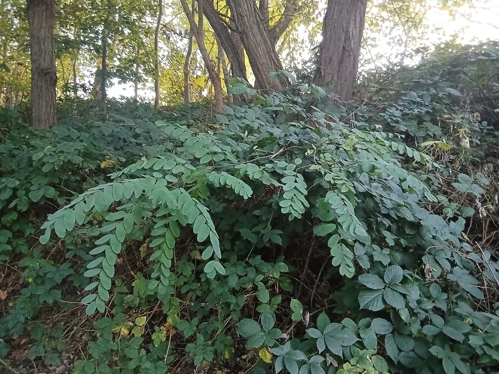Robinia Pseudoacacia
