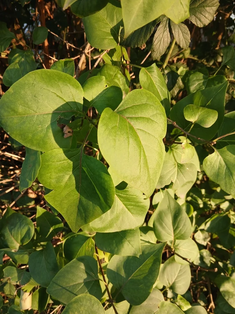 Syringa Vulgaris
