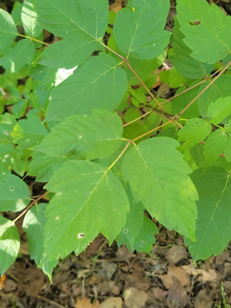 Acer Negundo