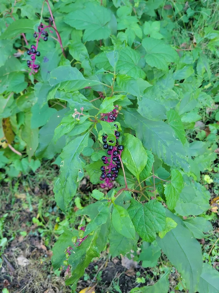 Phytolacca Americana