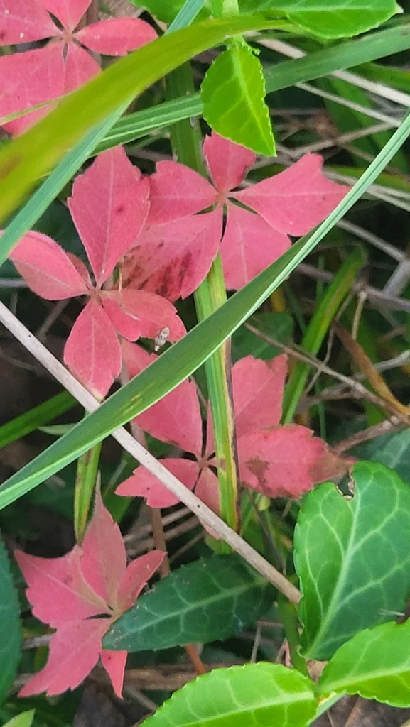 Parthenocissus Quinquefolia