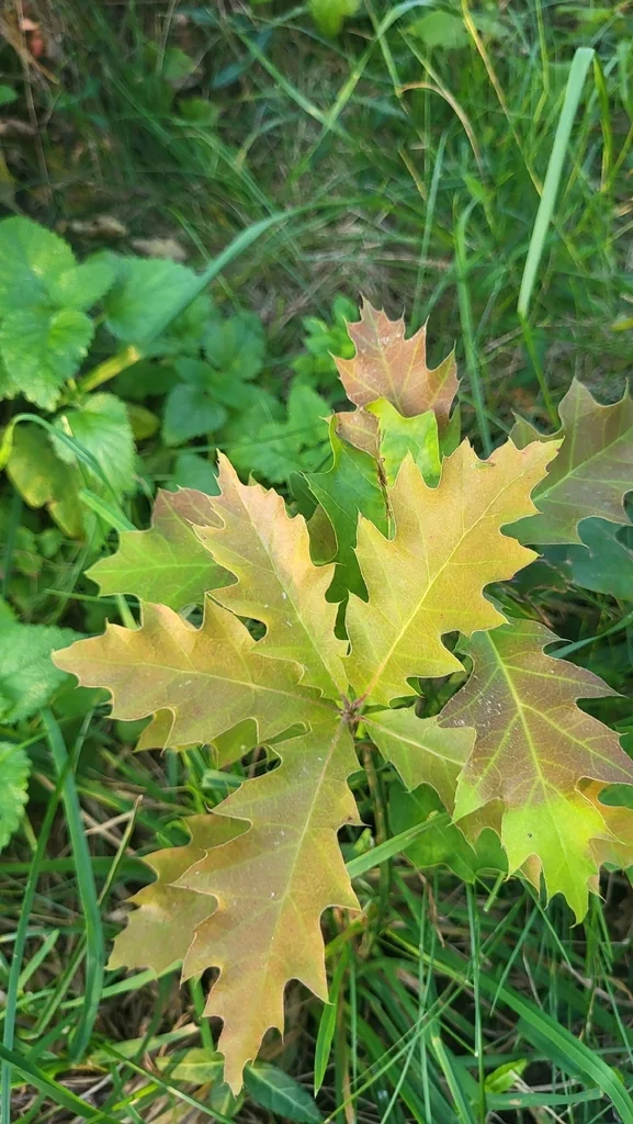 Quercus Shumardii