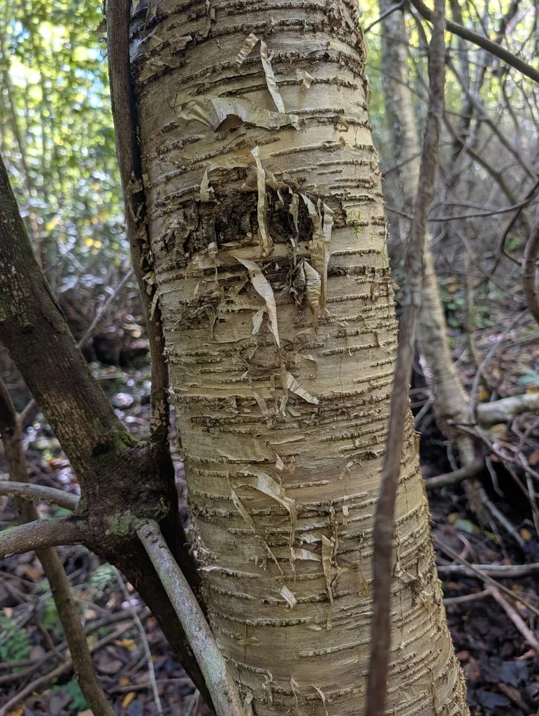 Betula Alleghaniensis