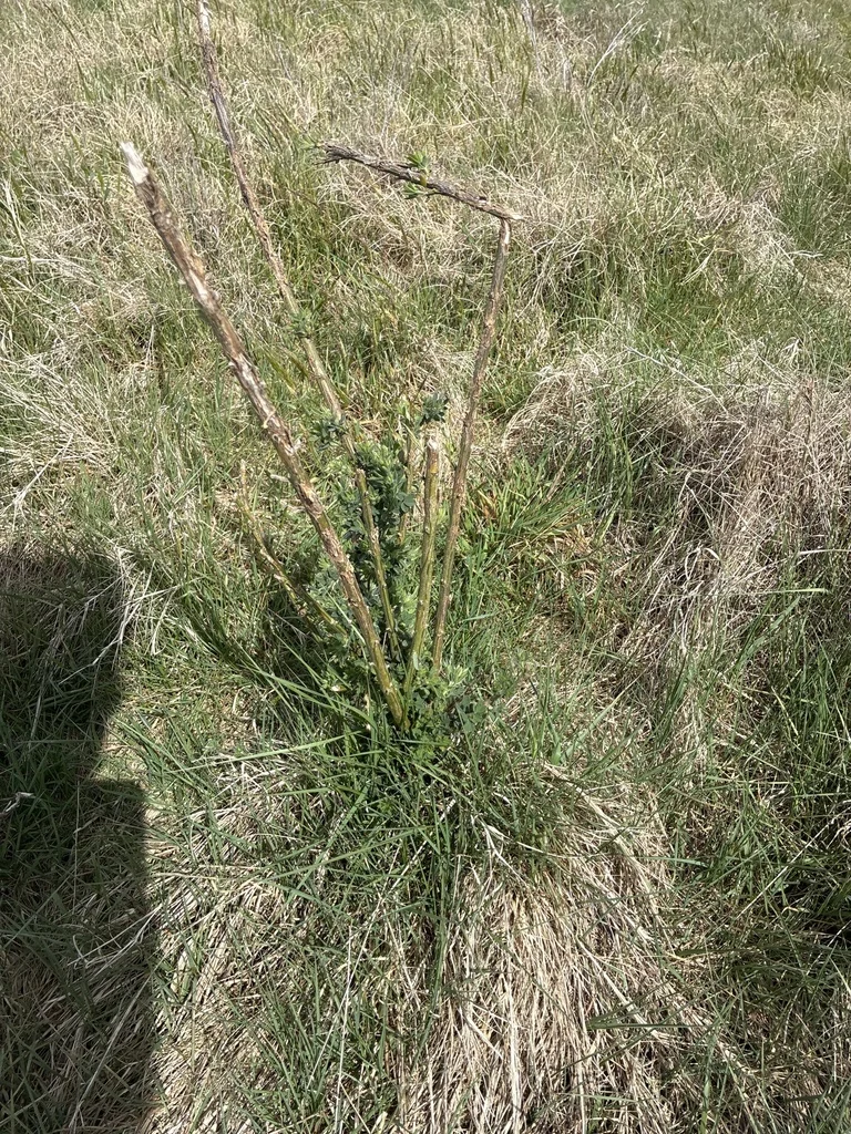 Cytisus Scoparius
