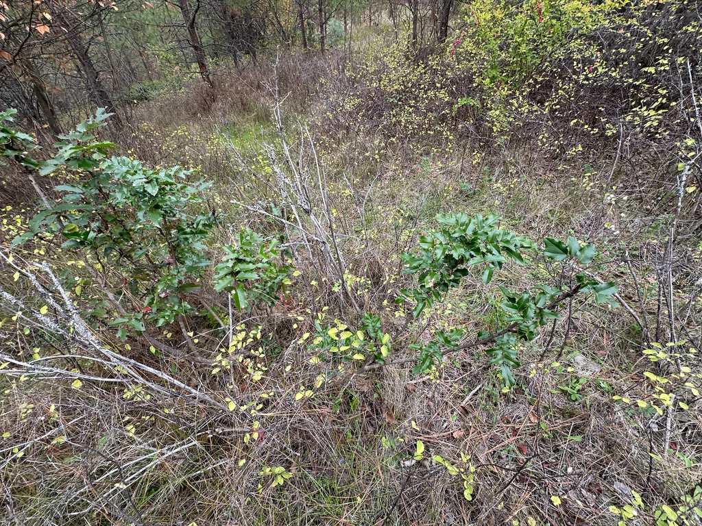 Mahonia Aquifolium