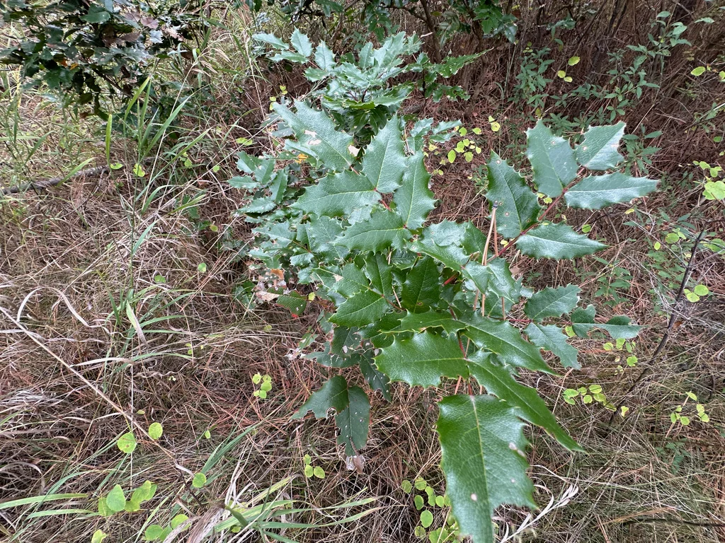 Mahonia Aquifolium