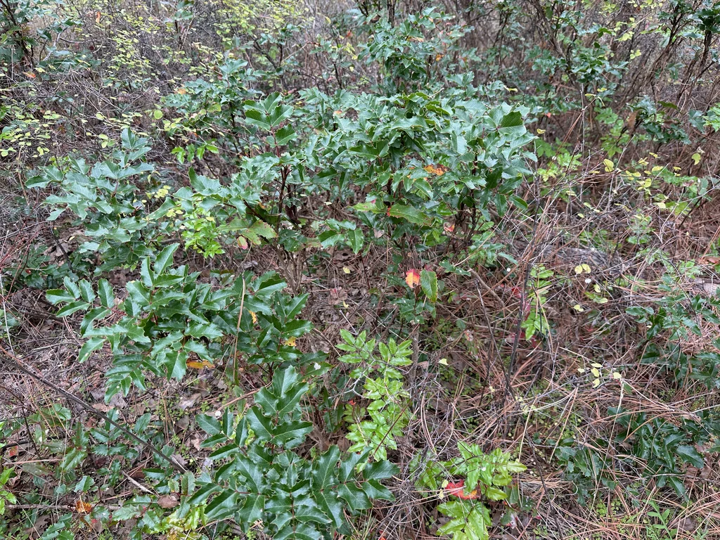 Mahonia Aquifolium