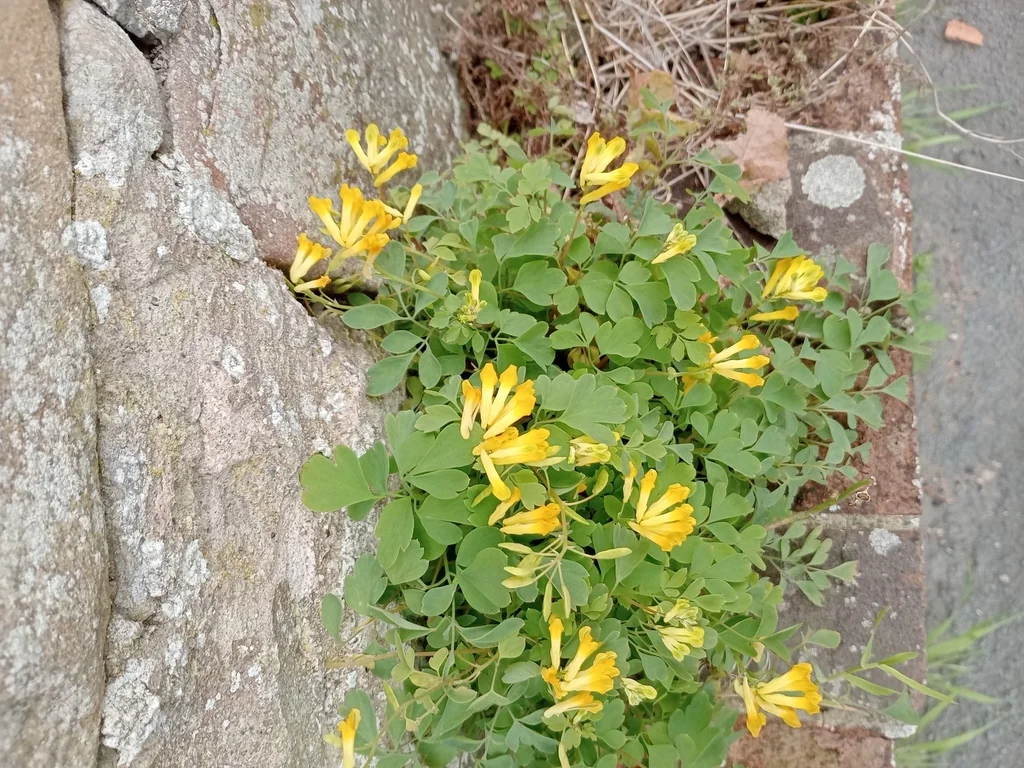 Corydalis Lutea