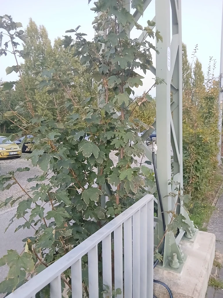 Acer Pseudoplatanus