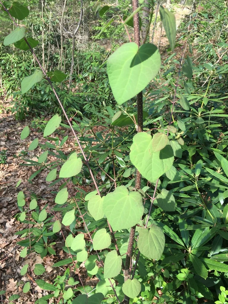 Cercidiphyllum Japonicum