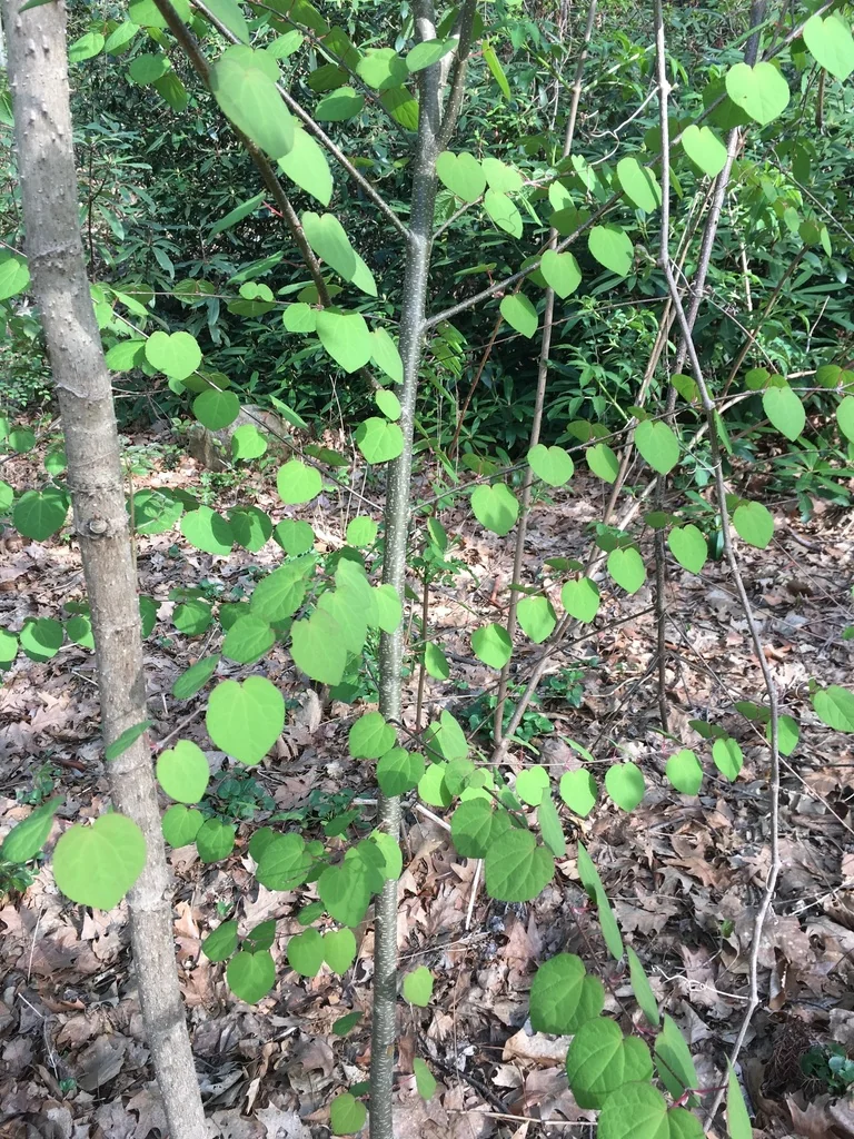 Cercidiphyllum Japonicum