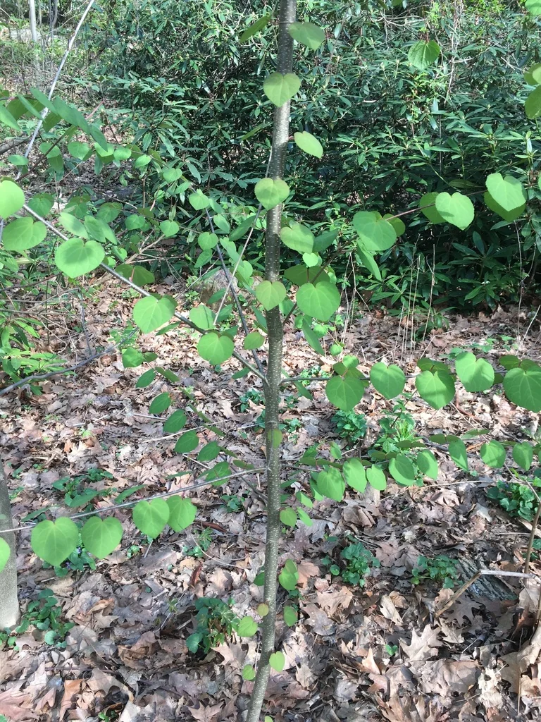 Cercidiphyllum Japonicum