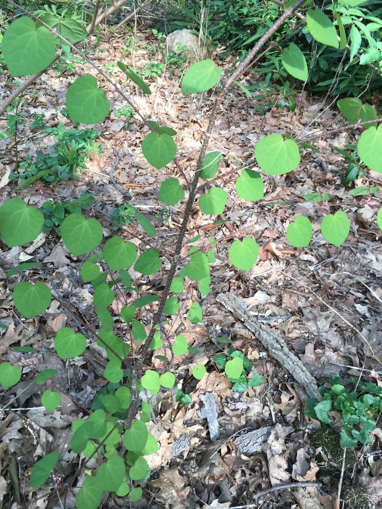 Cercidiphyllum Japonicum