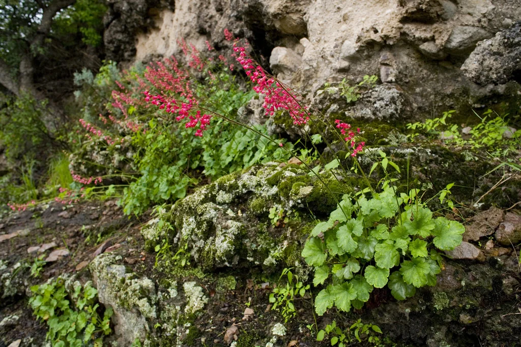 Heuchera Sanguinea