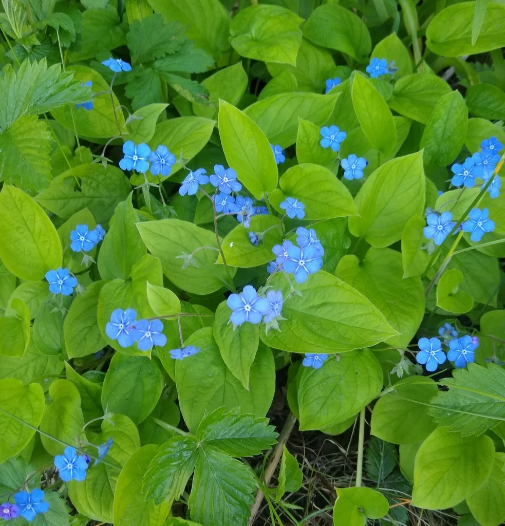 Omphalodes Verna