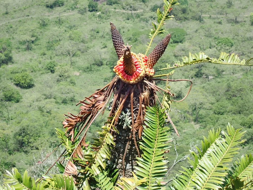 Encephalartos Natalensis