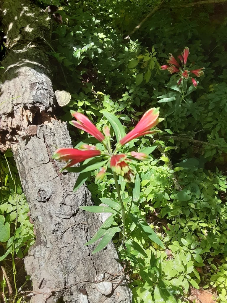Alstroemeria Psittacina
