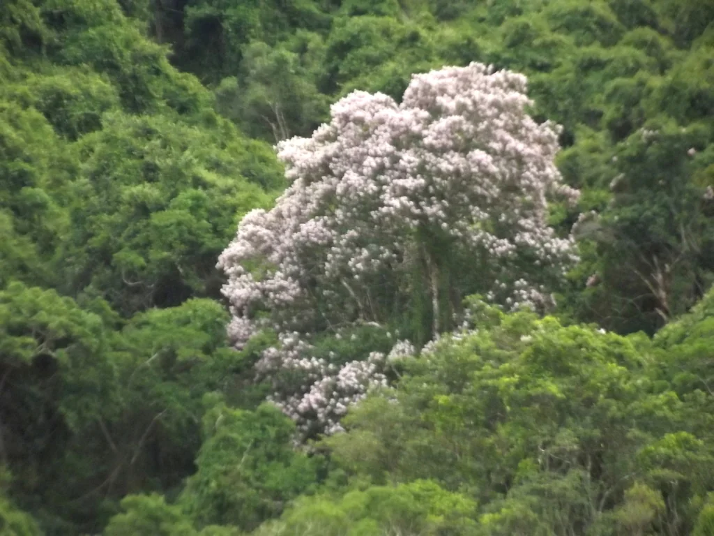 Calodendrum Capense