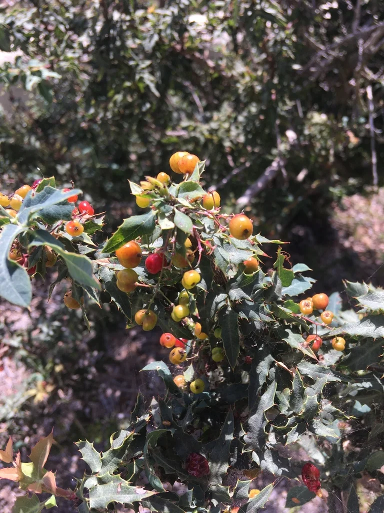 Berberis Nevinii