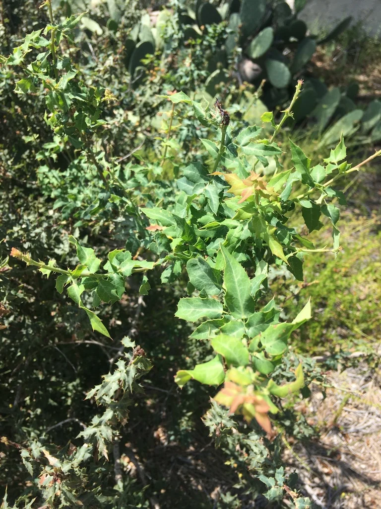 Berberis Nevinii