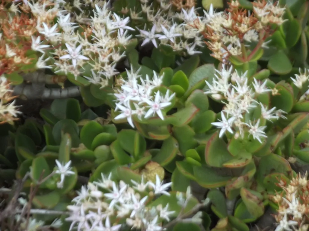 Crassula Ovata