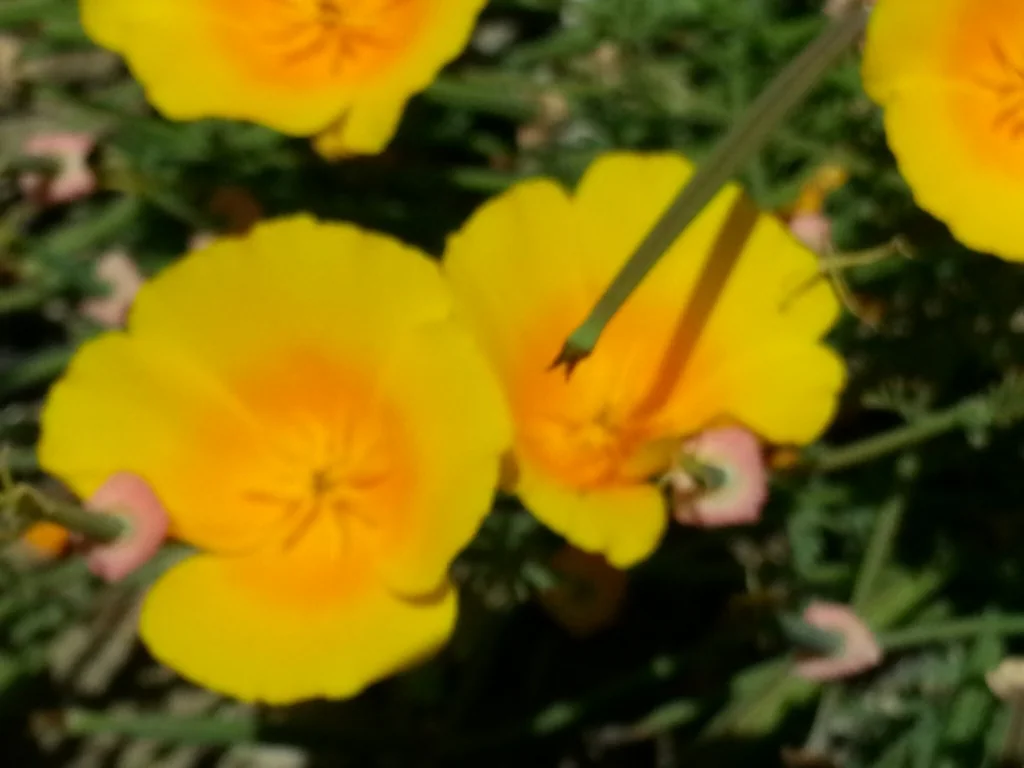 Eschscholzia Californica V. Maritima