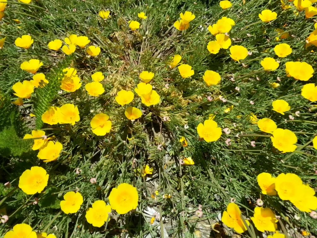 Eschscholzia Californica V. Maritima
