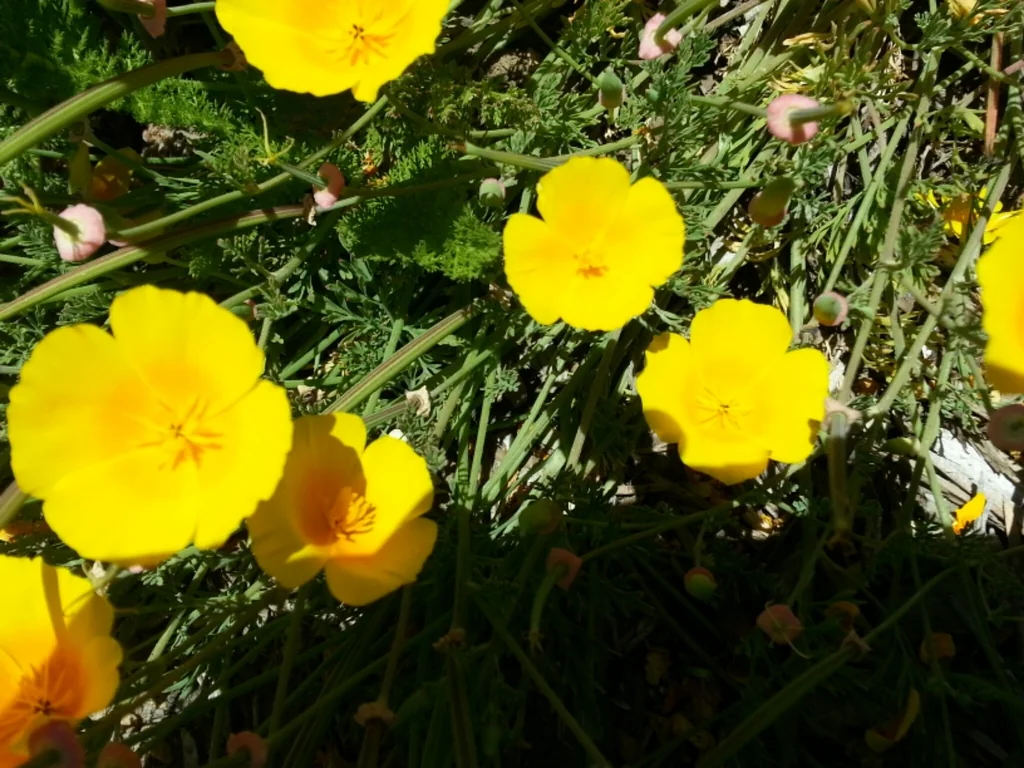 Eschscholzia Californica V. Maritima