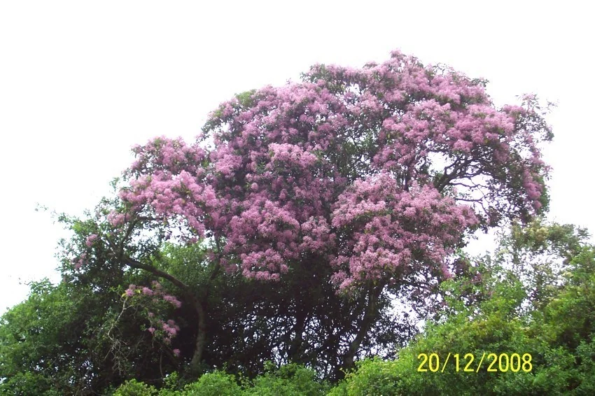 Calodendrum Capense