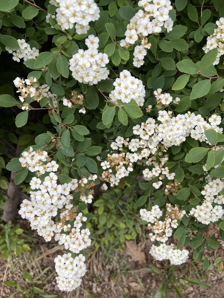 Spiraea X Vanhouttei
