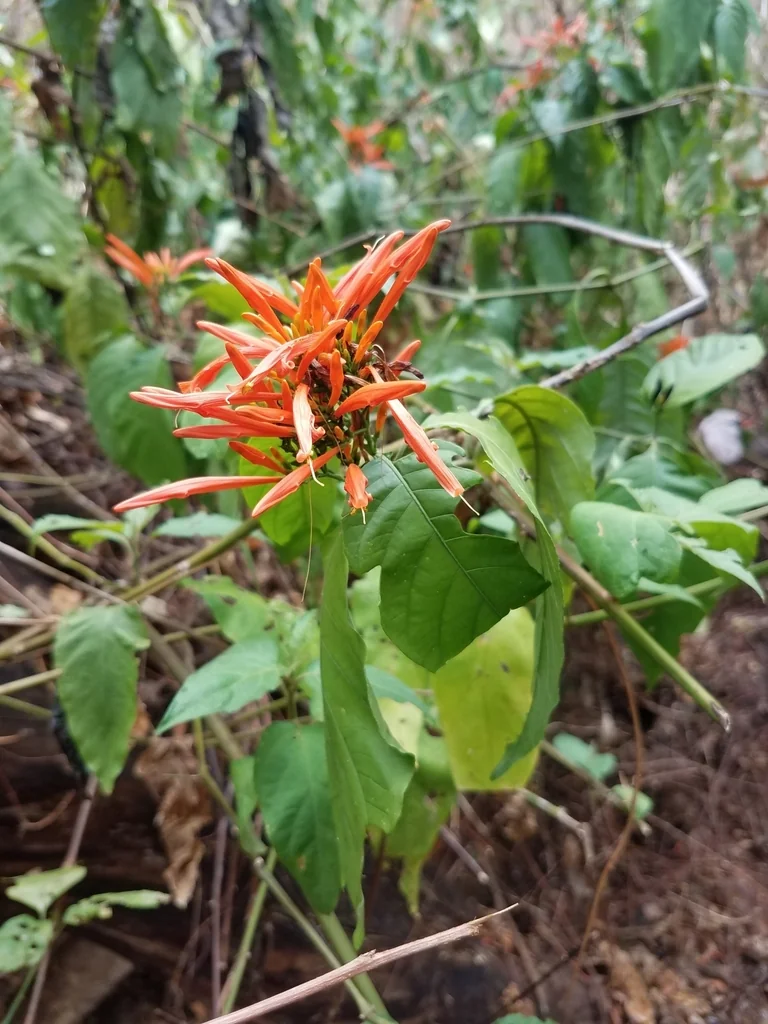 Justicia Spicigera