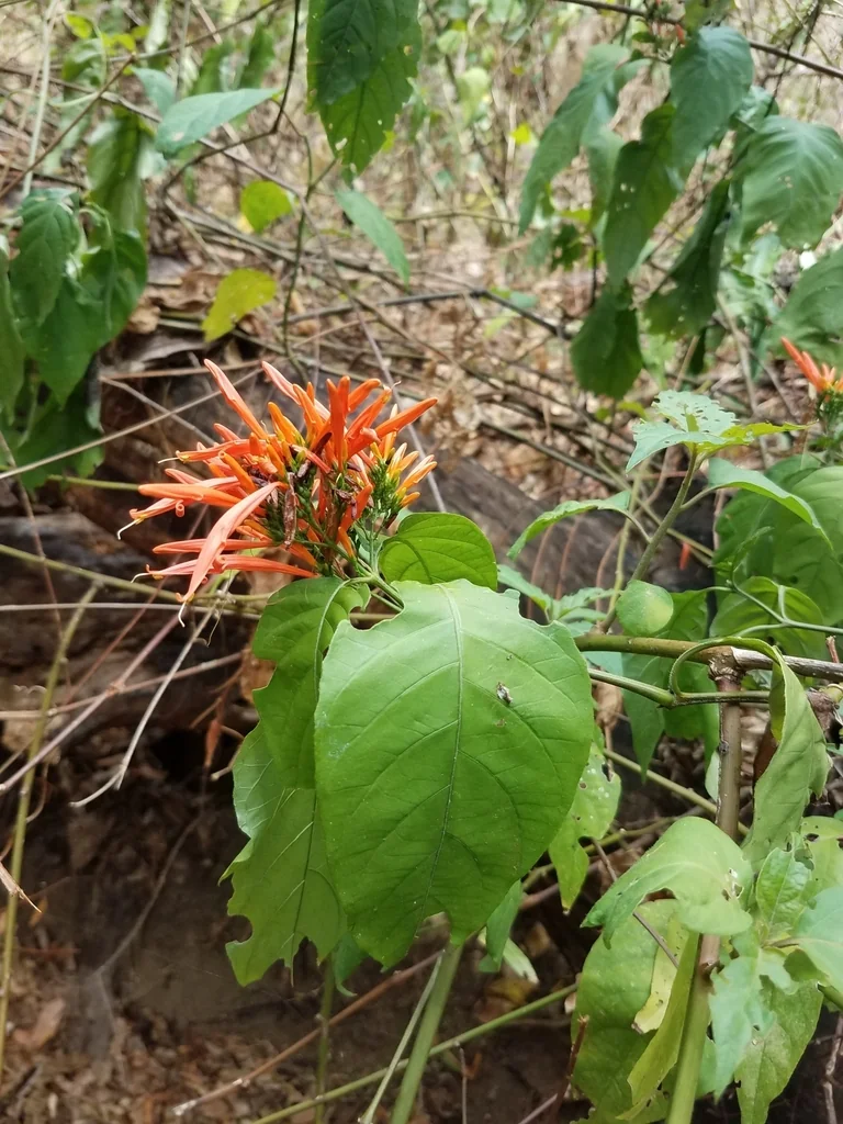 Justicia Spicigera