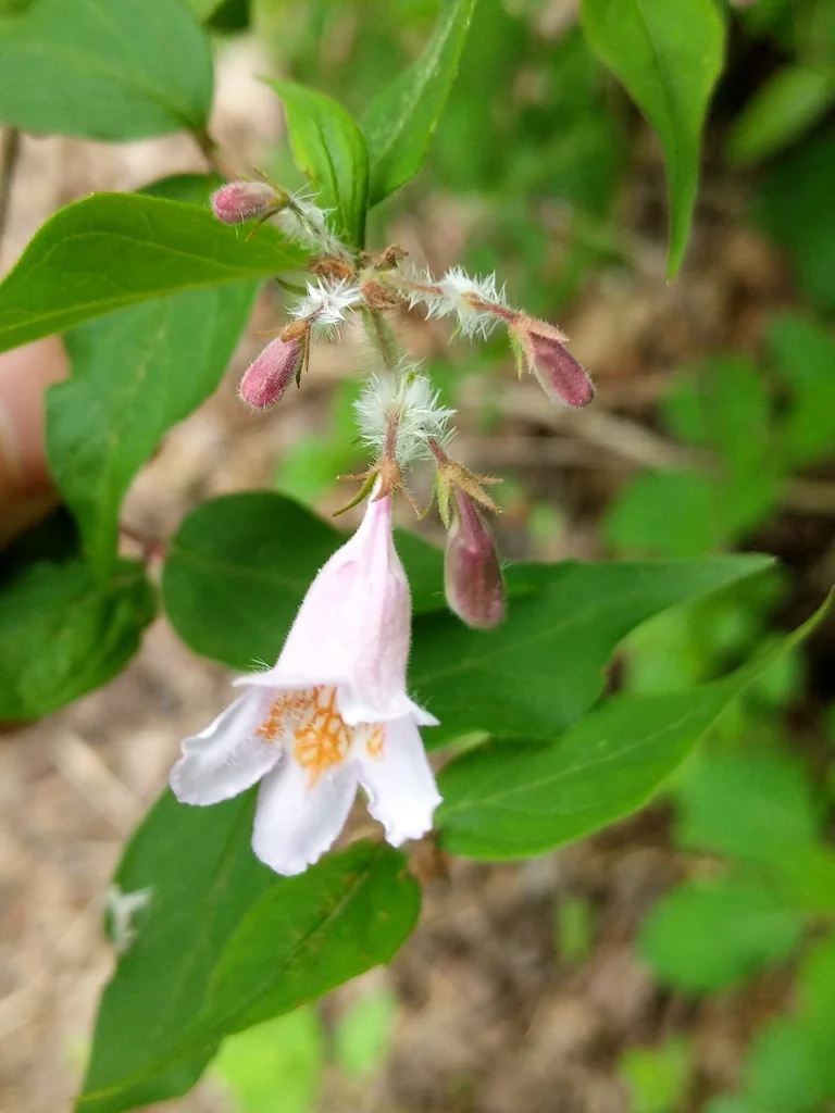 Kolkwitzia Amabilis