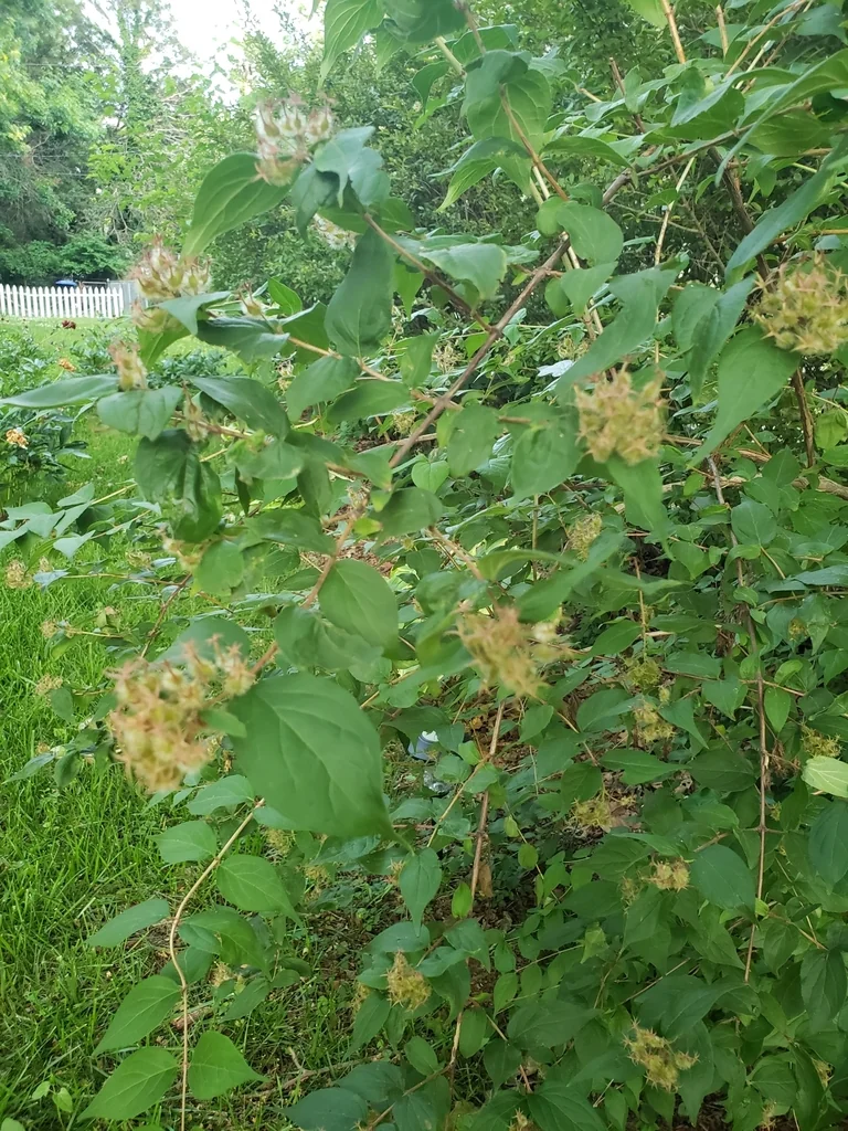 Kolkwitzia Amabilis