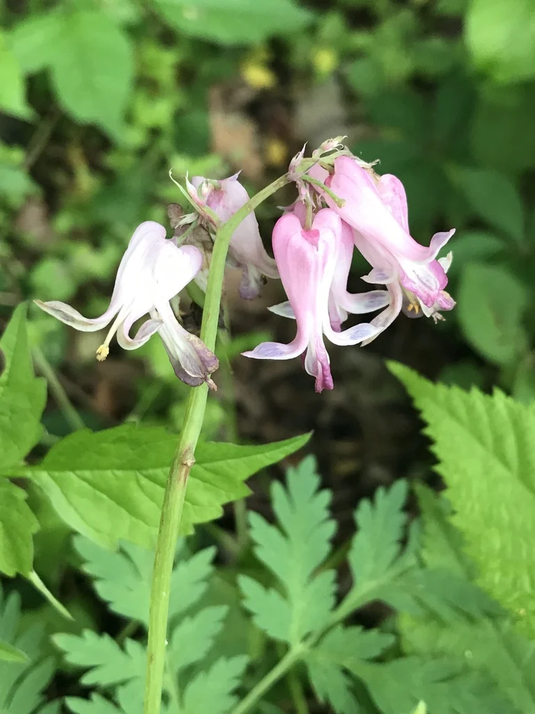 Dicentra Eximia
