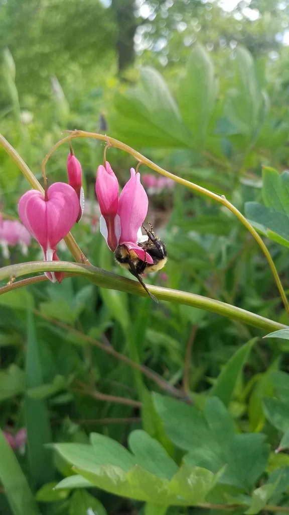 Dicentra spectabilis