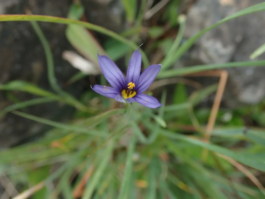 Sisyrinchium Idahoense
