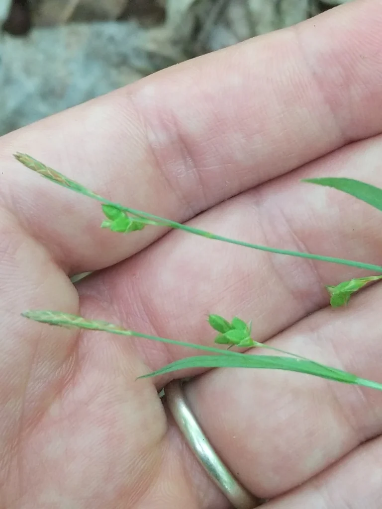 Carex laxiculmis