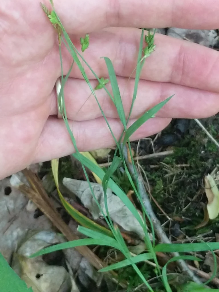 Carex laxiculmis