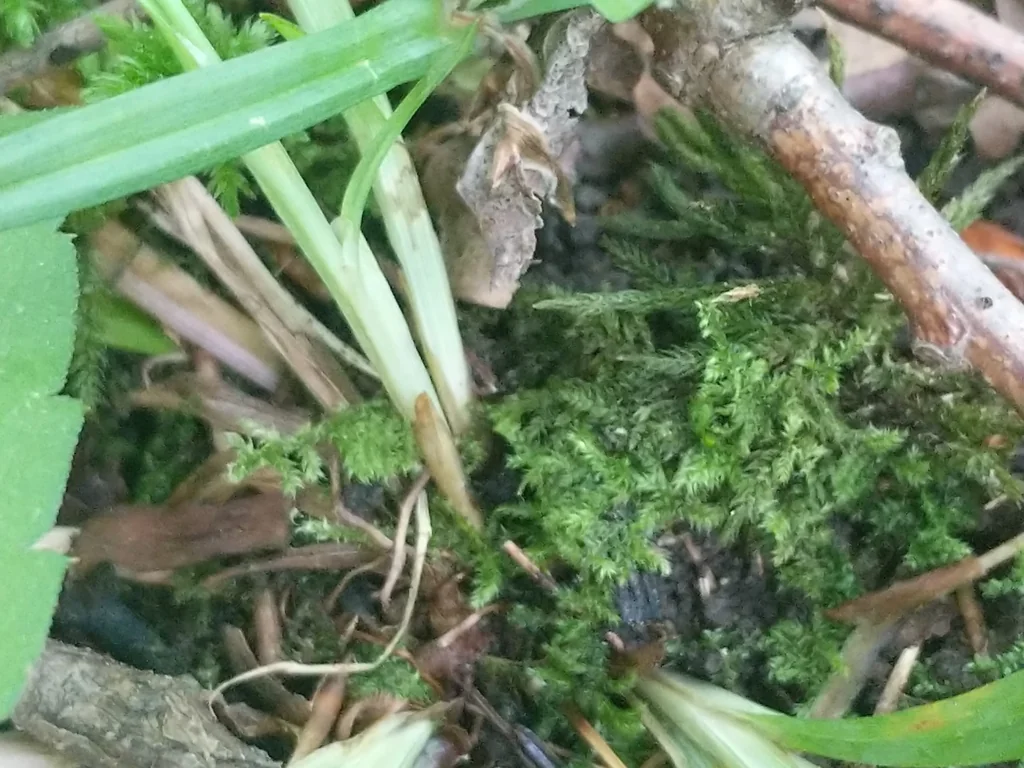 Carex laxiculmis