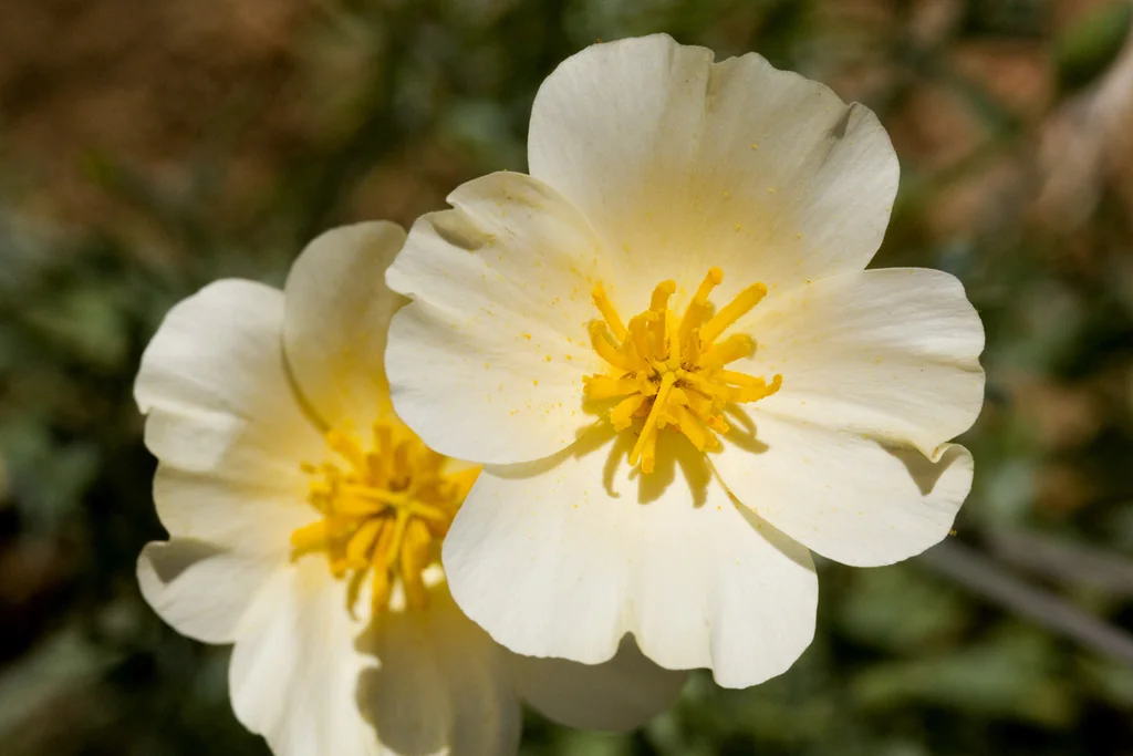 Eschscholzia Mexicana