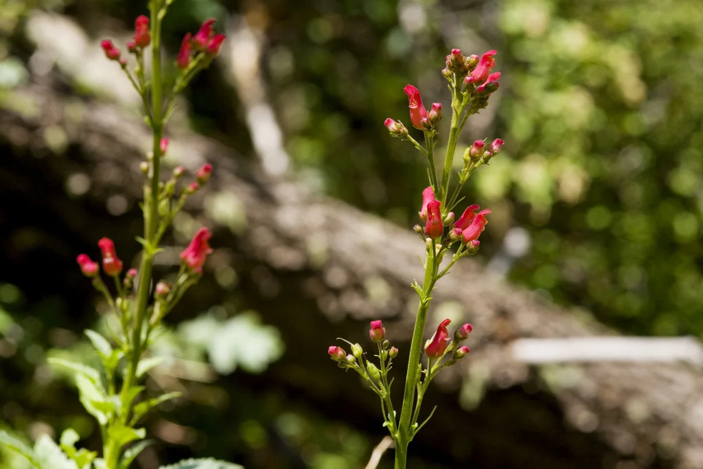 Scrophularia Macrantha