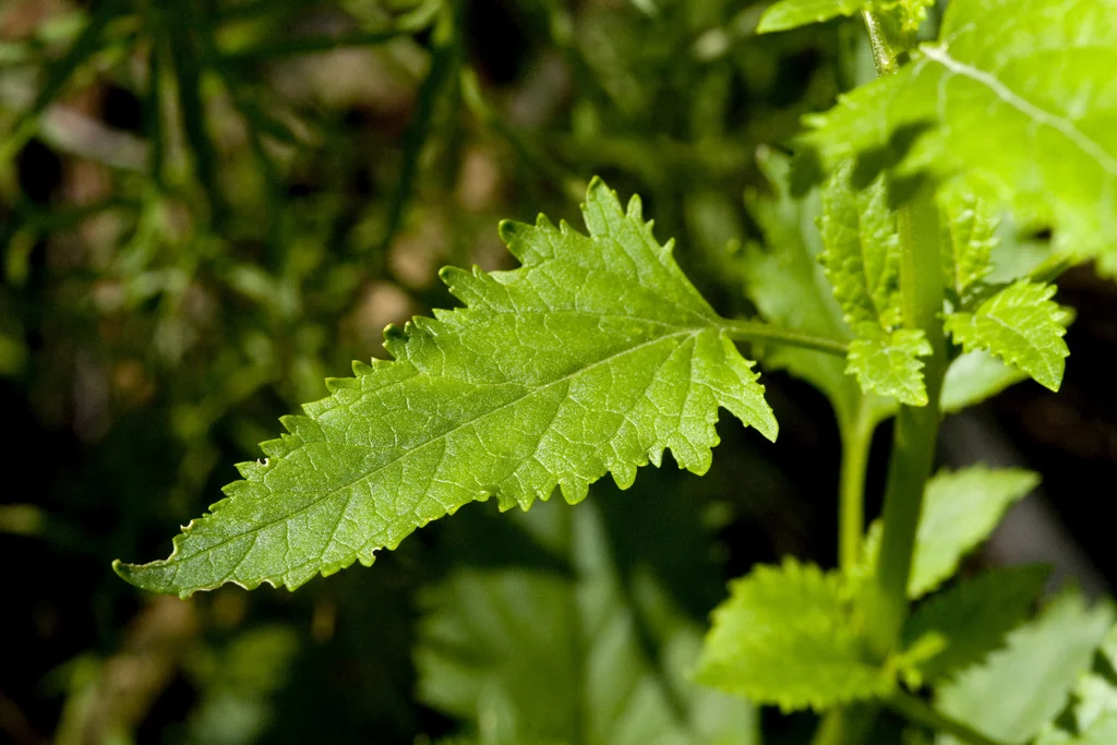 Scrophularia Macrantha