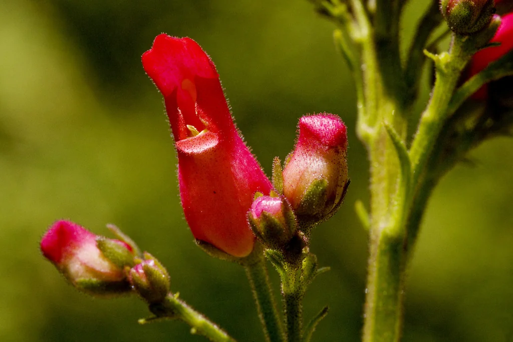 Scrophularia Macrantha
