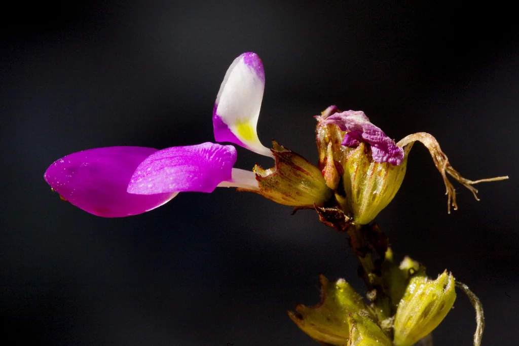 Dalea Frutescens