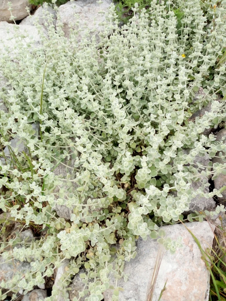 Ballota pseudodictamnus