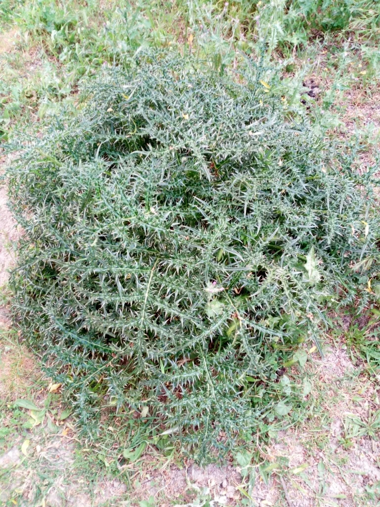 Acanthus Spinosus